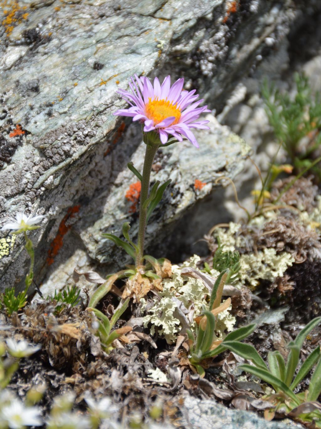 Aster alpinus / Astro alpino